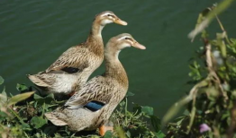 刘大瓜吃鸭子,一场美食与趣味的碰撞