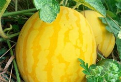 在这吃瓜的年代,揭秘网络舆论场中的热点追踪与反思