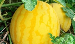 在这吃瓜的年代,揭秘网络舆论场中的热点追踪与反思