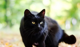 黑猫吃瓜网站,揭秘娱乐圈幕后真相，带你领略明星们的真实生活