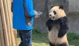 带你吃瓜熊猫有多强
