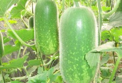 吃瓜课代表秋名山,揭秘吃瓜课代表的瓜界传奇