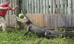 鳄鱼瓜怎样吃最好视频,视频揭秘最佳食用方法