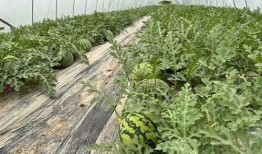 瓜田后花园吃瓜,揭秘吃瓜群众的欢乐盛宴