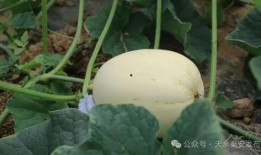 脆瓜怎么吃啊,探索脆瓜的多样美味