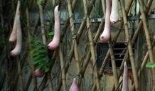 安国吃瓜,揭秘网络热点的背后故事