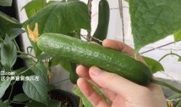 农村人种瓜摘瓜吃瓜视频,农村人种瓜摘瓜吃瓜的欢乐时光