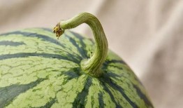 上海吃瓜比赛视频