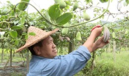 吃瓜丽水,探寻这座城市的瓜果传奇