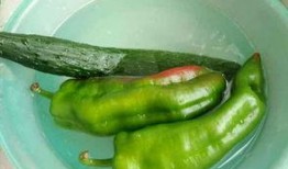 吃鸡尾瓜,鸡尾瓜的时尚吃法与养生之道