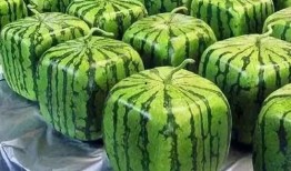 吃瓜视频的起源,从吃瓜视频起源看网络文化的崛起与演变