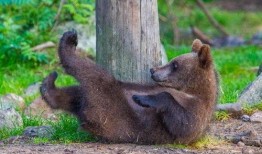 扮熊吃瓜,揭秘扮熊吃瓜的趣味生活