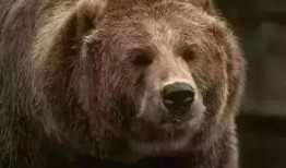 扮熊吃瓜,揭秘扮熊吃瓜的趣味生活