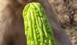 猴子吃瓜是哪个,揭秘动物界的趣味食趣