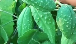 垮子瓜怎么吃,探索美味与营养的完美结合