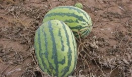 吃瓜的小苏,揭秘娱乐圈幕后故事