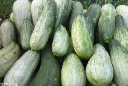 吃酥瓜好处,滋养身心，健康生活新选择