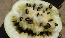 怀孕吃籽瓜,籽瓜助力健康孕育之旅