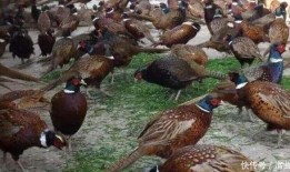 野鸡吃幼瓜咋办,应对野鸡侵害幼瓜的防治策略