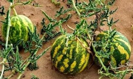 在沙漠里边吃瓜,沙漠瓜果美食之旅