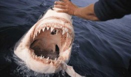 鲨鱼哟syy吃瓜,揭秘娱乐圈幕后故事