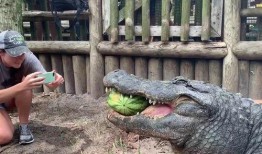 鳄鱼瓜怎样吃最好视频,视频揭秘最佳食用方法