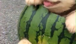 狗狗吃瓜日常,狗狗的夏日吃瓜日常