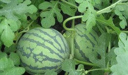 最近火爆吃瓜,揭秘近期火爆网络的热门事件