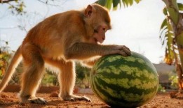 猴子吃瓜是哪个,揭秘动物界的趣味食趣