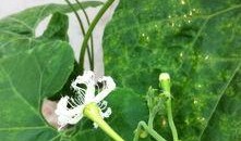 白瓜花怎么吃,探索家常美味新选择