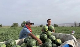 绿道吃瓜,探寻生态与美食的和谐之旅