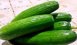 吃屋瓜减肥吗,揭秘吃屋瓜的神奇瘦身效果