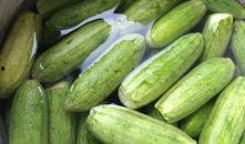 小角瓜孕妇可以吃,小角瓜助力孕妇健康饮食