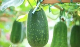 阳江最新吃瓜事件,真相竟如此惊人！