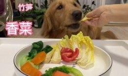 孟菜狗吃瓜,一场关于美食与友谊的盛宴