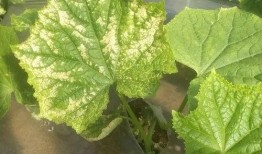 如何捡吃瓜叶子图片,一场别开生面的自然美食之旅