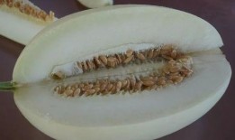 带你吃瓜背诗,感受古典诗词的魅力