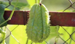 福建吃的瓜,瓜果飘香，味蕾盛宴