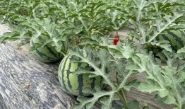 瓜田弥勒吃瓜,瓜田弥勒的悠闲食瓜时光