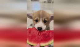 狗吃西湖瓜,探寻美食之旅