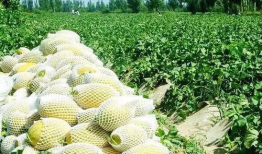 瓜州到哪吃瓜,探寻最佳吃瓜胜地