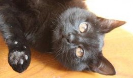 猫可以吃刺瓜吗,刺瓜对猫咪的影响与适宜性