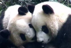 半夜吃瓜熊猫,揭秘熊猫半夜吃瓜之谜