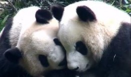 半夜吃瓜熊猫,揭秘熊猫半夜吃瓜之谜