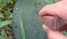 简简单单吃瓜,轻松享受夏日清凉时光