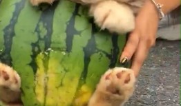 狗狗快速吃瓜,萌态十足！