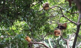 梦见鸡爬树吃瓜,鸡攀树梢，瓜果飘香