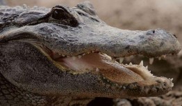 鳄鱼瓜怎样吃最好视频,视频揭秘最佳食用方法