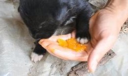 吃瓜吃到蛆,揭秘吃瓜吃到蛆的惊悚经历