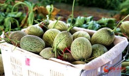 网纹蜜瓜送吃瓜神器,夏日清凉新体验